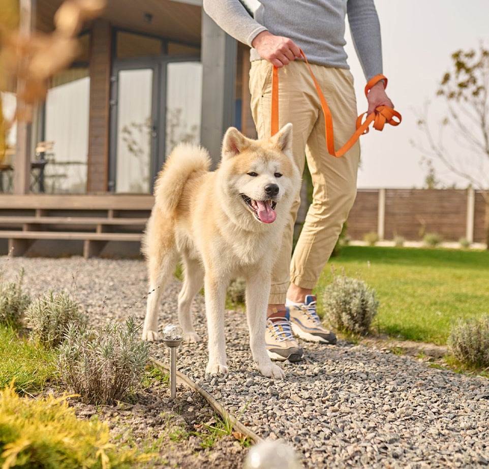 Person walking a dog on a leash in a garden with rocks treated using rock glue, showing a pet-friendly outdoor environment.