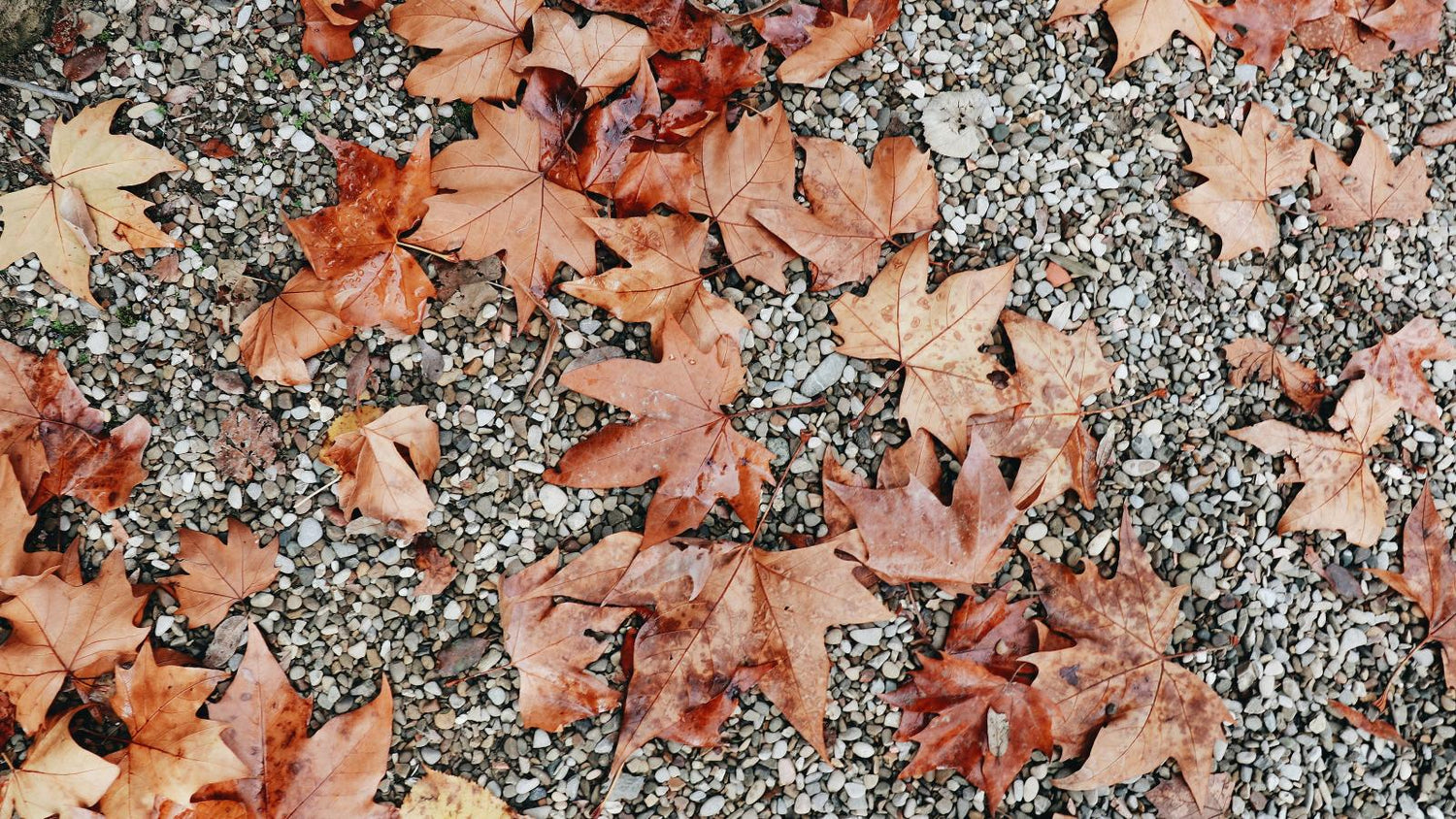 Rock Glue vs. Gravel Grids vs. Edging: What actually keeps your landscape in place?
