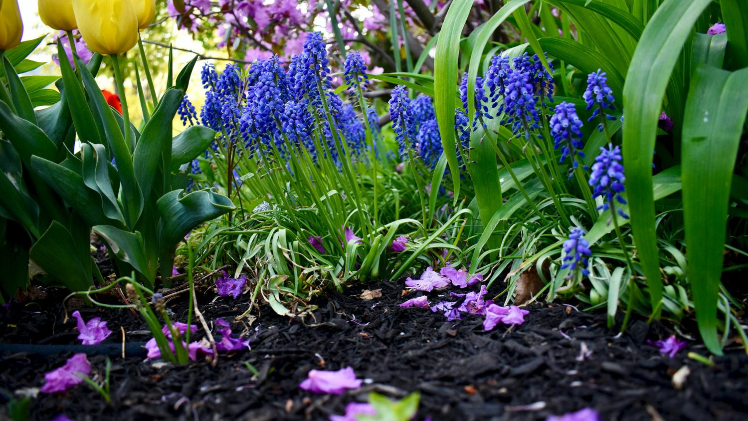 A beautiful garden with mulch protecting the soil