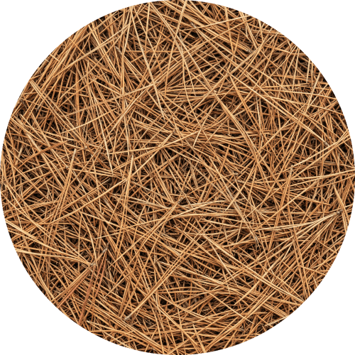 Close-up of pine straw